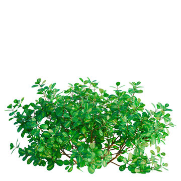 Coprosma repens tree, front view, cutout, transparent background, isolate, architecture visualization, Lush Green Bush with Vibrant Foliage - Perfect for Natural Scene Compositions