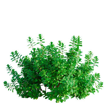 Coprosma repens tree, front view, cutout, transparent background, isolate, architecture visualization, Lush Green Bush with Vibrant Foliage - Perfect for Landscape Design and Compositing