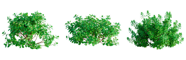 Fototapeta premium Coprosma repens tree, front view, cutout, transparent background, isolate, architecture visualization, Vibrant Green Bush Collection - Perfect for Landscape Design and Digital Art