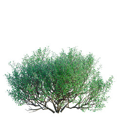 Obraz premium Corokia cotoneaster tree, front view, cutout, transparent background, isolate, architecture visualization, Lush Green Bush with Detailed Foliage - Perfect for Landscape Designs and Compositing