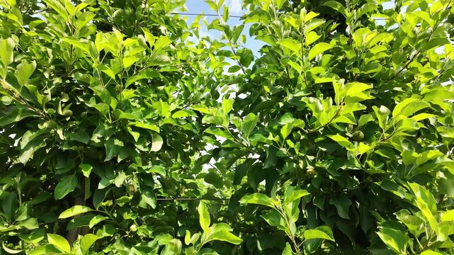 Close-Up of Apple Tree Branches. Green Apple Tree Foliage Swaying in the Wind