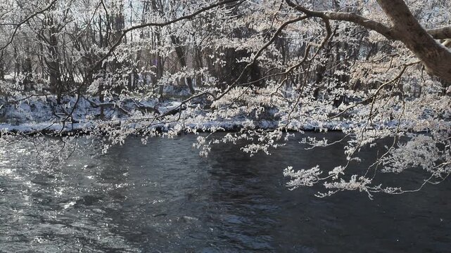 冬の千歳川