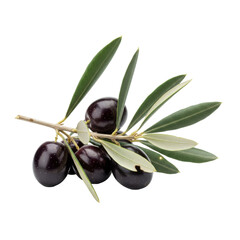 Ripe Black Olives Branch Isolated Black Background