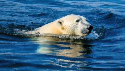 Polar bear swimming in the blue Arctic ocean waters.