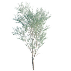 Obraz premium Eucalyptus polyanthemos tree, front view, cutout, transparent background, isolate, architecture visualization, Eucalyptus branch with green leaves on a clear background, perfect for design