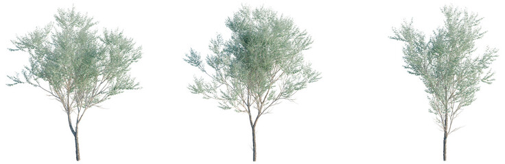 Eucalyptus polyanthemos tree, front view, cutout, transparent background, isolate, architecture visualization, Three lush green trees with delicate foliage, perfect for spring or summer scenes