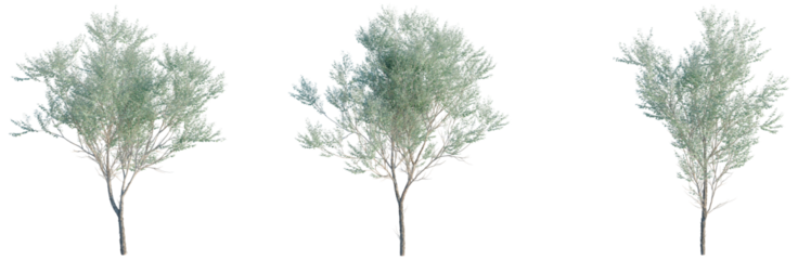 Eucalyptus polyanthemos tree, front view, cutout, transparent background, isolate, architecture visualization, Three lush green trees with delicate foliage, perfect for spring or summer scenes