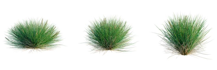 Lomandra confertifolia Seascape tree, front view, cutout, transparent background, isolate, architecture visualization, Three clumps of green grass with golden seed heads on a neutral background