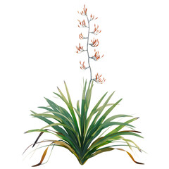 Fototapeta premium Phormium tenax tree, front view, cutout, transparent background, isolate, architecture visualization, New Zealand Flax Plant with Flowering Stem on a Clean Background