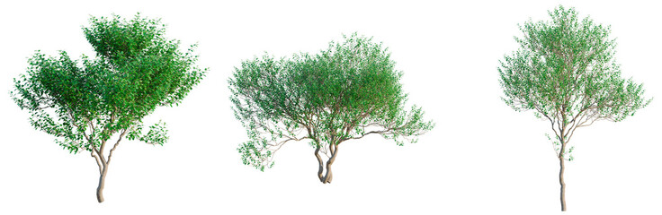 Obraz premium Oleria paniculata tree, front view, cutout, transparent background, isolate, architecture visualization, Three lush green trees on a clean background, perfect for environmental design.