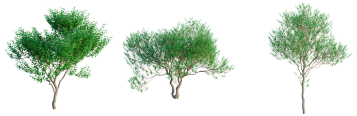 Oleria paniculata tree, front view, cutout, transparent background, isolate, architecture visualization, Three lush green trees on a clean background, perfect for environmental design.