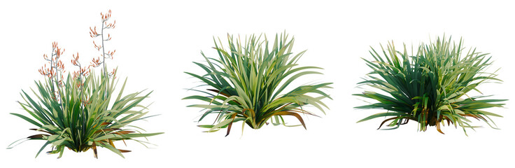 Phormium tenax tree, front view, cutout, transparent background, isolate, architecture...