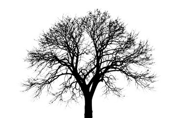 Obraz premium Intricate Tree Silhouette with Detailed Branches