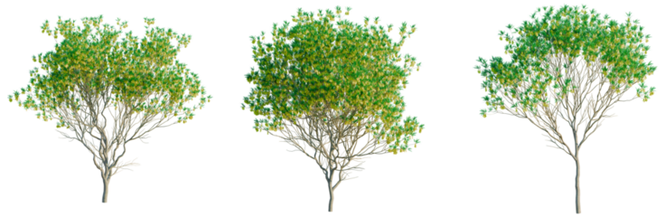 Sophora microphylla tree, front view, cutout, transparent background, isolate, architecture visualization, Three lush green trees with detailed foliage, perfect for landscape design and nature scenes