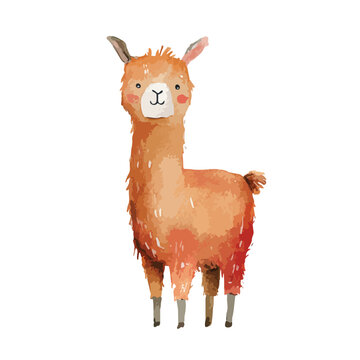 Cute Watercolor Llama Illustration for Childrens Design.