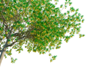 Sophora microphylla tree, corner view, cutout, transparent background, isolate, good for architecture visualization, Lush Green Mango Tree Branch with Fresh Fruit - Perfect for Spring Scenes