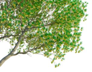 Sophora microphylla tree, corner view, cutout, transparent background, isolate, good for architecture visualization, Lush Green Tree Branch with Vibrant Foliage on a Clear Background