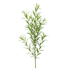 Naklejka premium Green Willow Branch Isolated Black Background