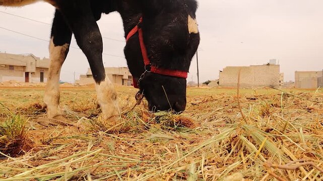 Young cow calf grazing grass, showing herbivore, ruminant feeding behavior. Concept of sustainable farming, animal welfare, rural life, livestock nutrition, food production and agriculture education.