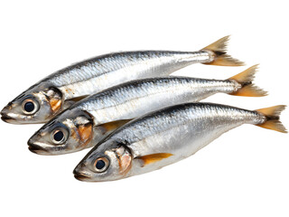 Fresh whole herring fish isolated on transparent background. Perfect for seafood menus, grocery packaging, and culinary illustrations.