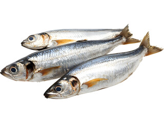 Fresh whole herring fish isolated on transparent background. Perfect for seafood menus, grocery packaging, and culinary illustrations.