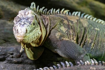 Fototapeta premium Leguan