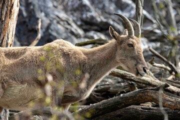 Obraz premium Steinbock 3