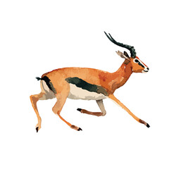 Fototapeta premium Dynamic Running Gazelle Vector Illustration African Wildlife Animal Art.