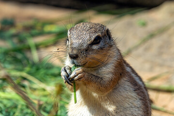 Harris-Antilopenziesel