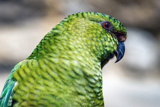Amazone