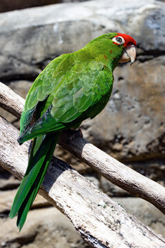 Amazone