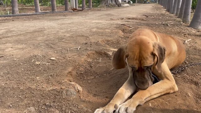 great dane dog laying down resting outdoors on rural mud ground