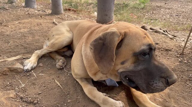 great dane dog laying down resting outdoors on rural mud ground