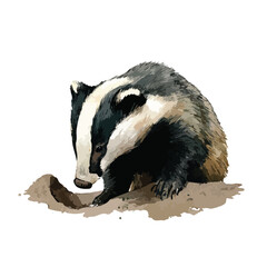 European Badger Wildlife Illustration Vector Art. © yuniazizah