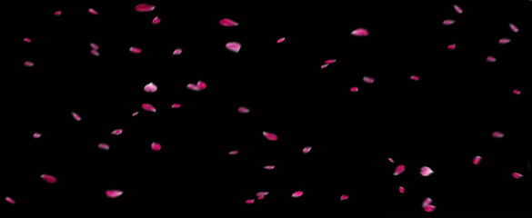 Cherry Blossom Petals Falling in Sakura Fubuki Style - Generative AI

