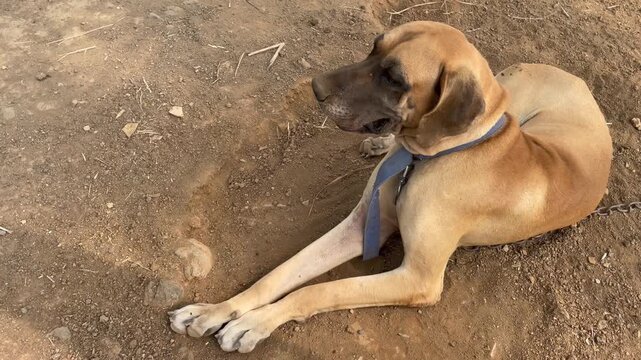 great dane dog laying down resting outdoors on rural mud ground