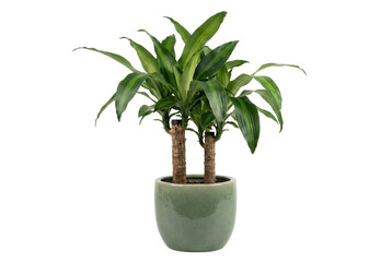 Lush Green Houseplant with Vibrant Leaves in a Textured Pot on Transparent Background