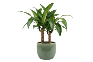 Lush Green Houseplant with Vibrant Leaves in a Textured Pot on Transparent Background