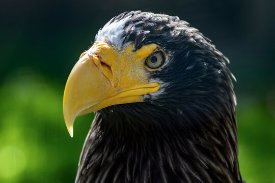 Riesenseeadler