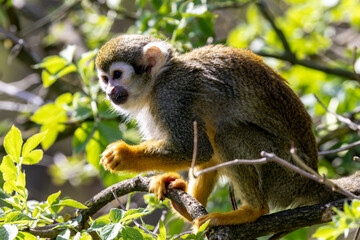 Totenkopf&auml;ffchen