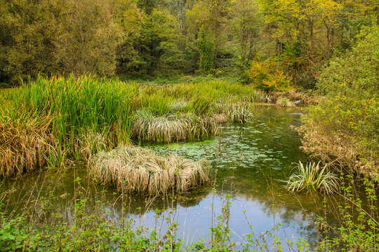 Stagno con ninfee e vegetazione