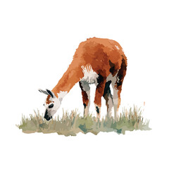 Obraz premium Guanaco Animal Grazing Vector Illustration.