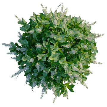 Clethra alnifolia Sixteen Candles tree plan, top view, cutout, transparent background, isolate, Blooming floral arrangement with lush green foliage and delicate blossoms, ideal for design