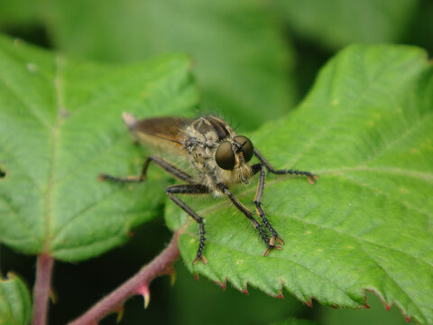 Golden-tabbed robber fly (Eutolmus rufibarbis), male resting on bramble leaves