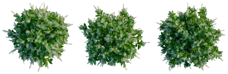 Clethra alnifolia Sixteen Candles tree plan, top view, cutout, transparent background, isolate, Delicate flowering branch with lush green leaves, perfect for spring designs