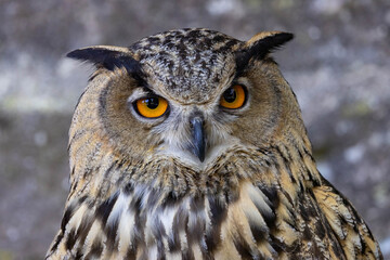 Obraz premium Uhu Augern