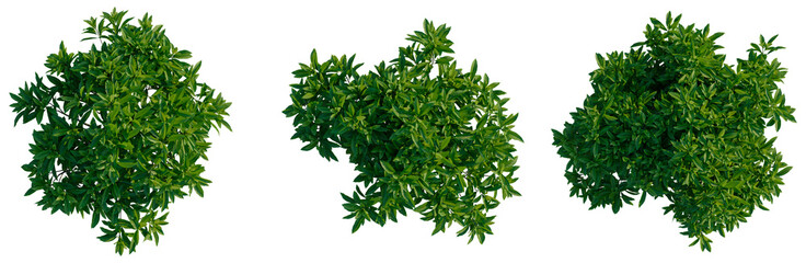 Obraz premium Edgeworthia tomentosa tree plan, top view, cutout, transparent background, isolate, Lush Greenery Collection - Three Realistic Leafy Branches for Design Projects