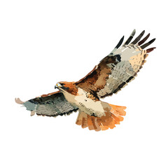 Majestic Flying Hawk Vector Art Illustration.