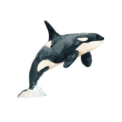 Majestic Killer Whale Leaping Watercolor Illustration.