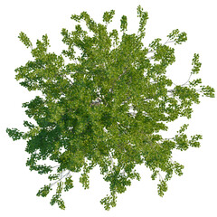Obraz premium Platanus occidentalis tree plan, top view, cutout, transparent background, isolate, Lush Green Tree Canopy – A Detailed Aerial Perspective for Compositing